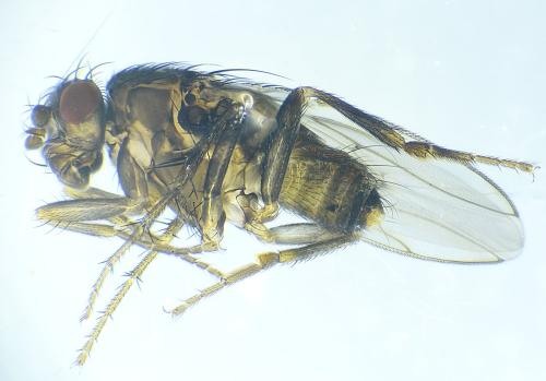 Leptocera caenosa